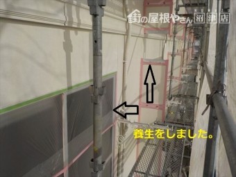 養生