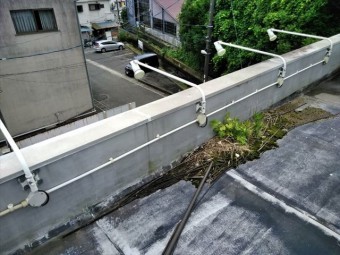 函南町 屋上排水雑草生え