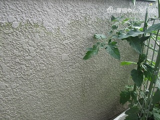 沼津 塗装5