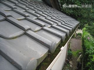 樋にコケ