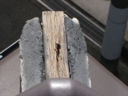 中の木が腐食