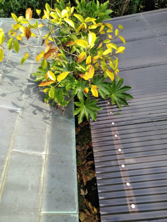 長泉雨樋植物台風