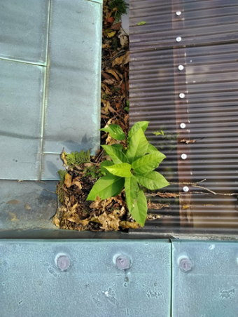長泉台風雨樋植物