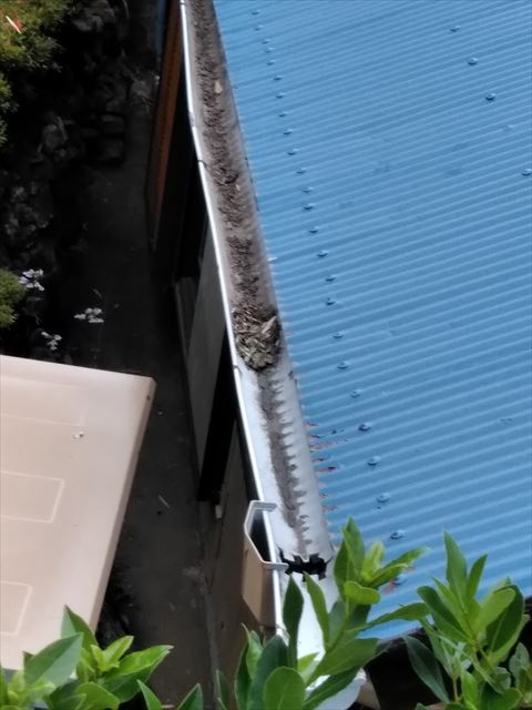 雨樋のごみ、汚れ